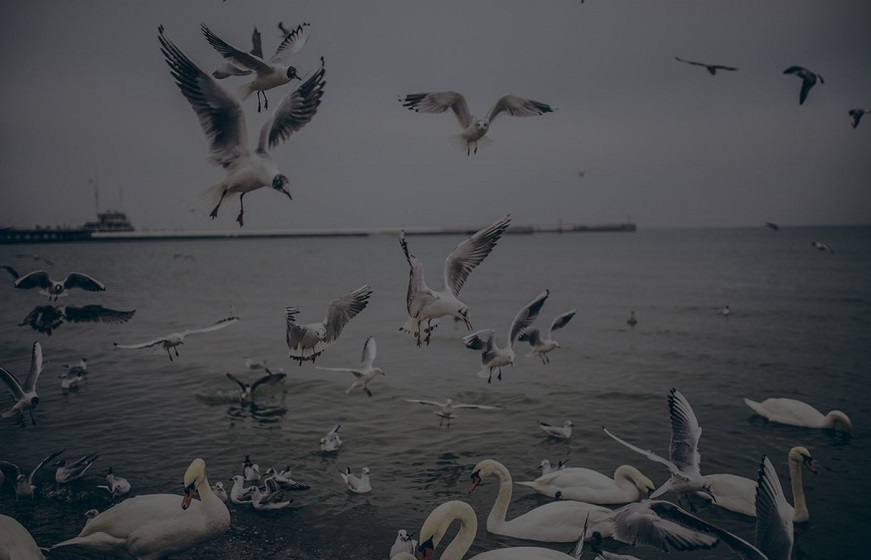 Oiseaux qui se posent sur l'eau
